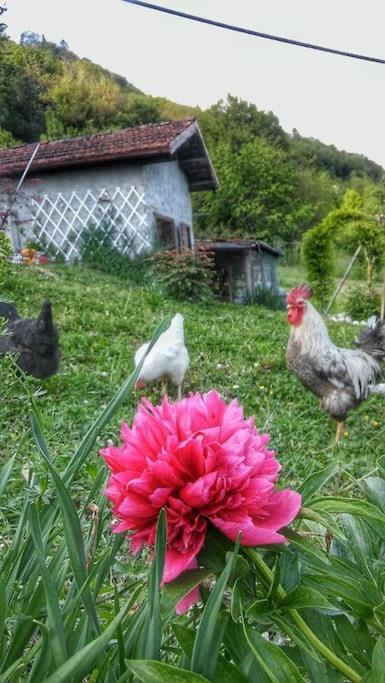 Casa Nella Natura Il Risveglio Degli Elfi Педавена Екстериор снимка