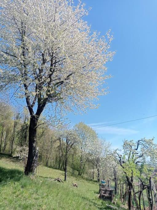Casa Nella Natura Il Risveglio Degli Elfi Педавена Екстериор снимка